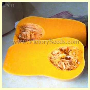 Waltham Butternut Winter Squash - Image 3