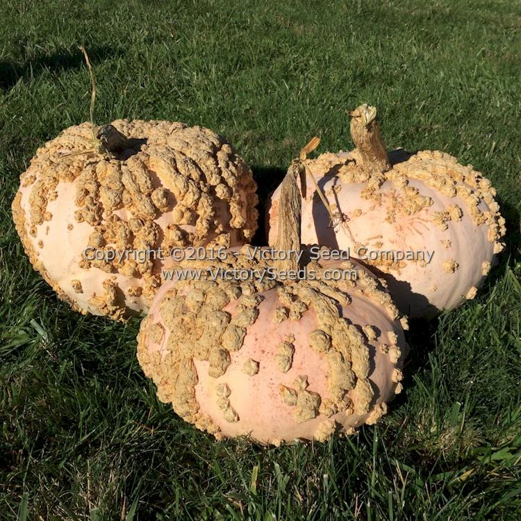Galeux D' Eysines Winter Squash - Image 2