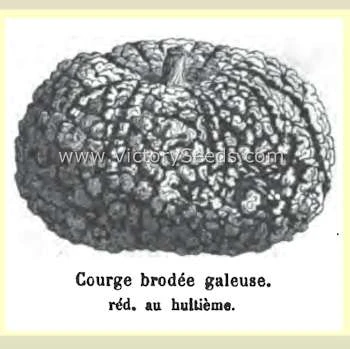 Galeux D' Eysines Winter Squash - Image 10