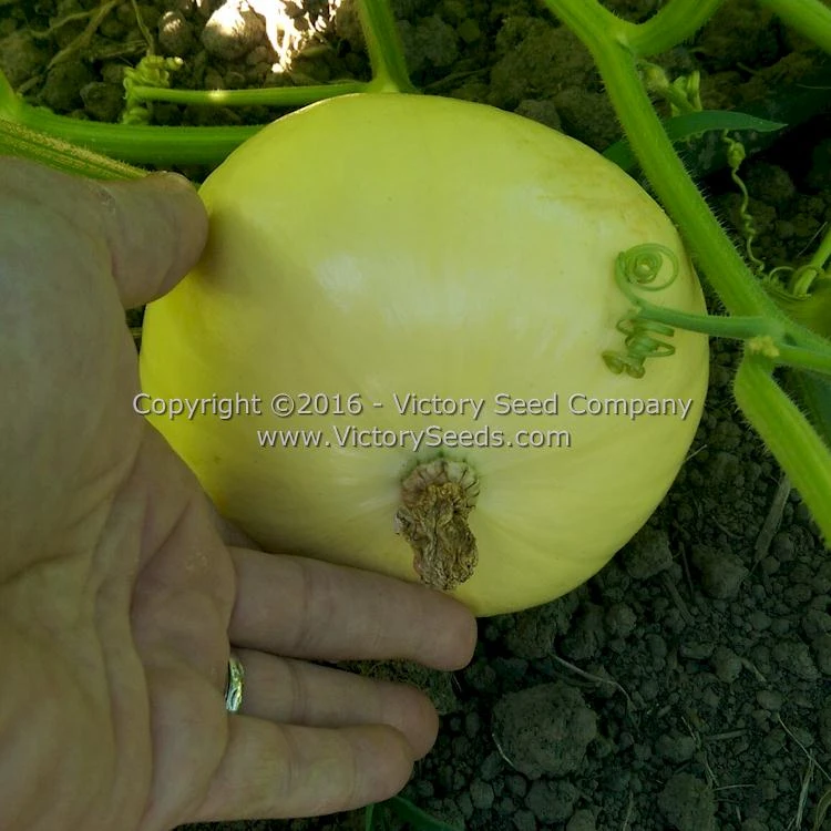 Galeux D' Eysines Winter Squash - Image 6