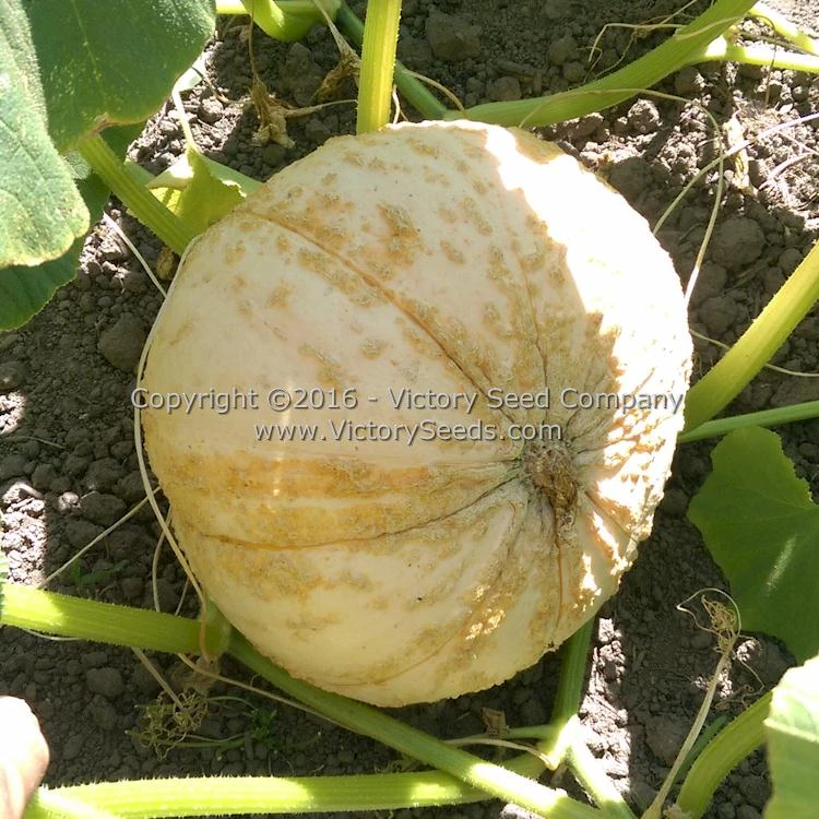 Galeux D' Eysines Winter Squash - Image 9