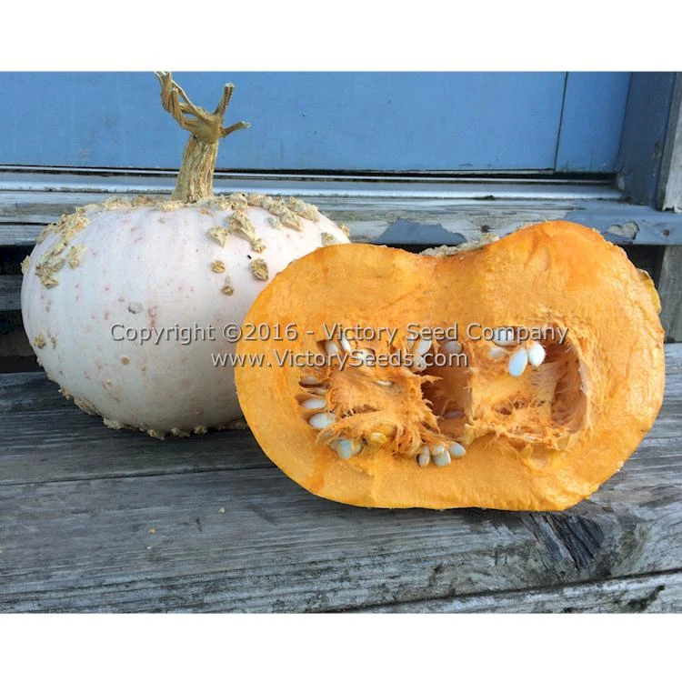 Galeux D' Eysines Winter Squash - Image 3