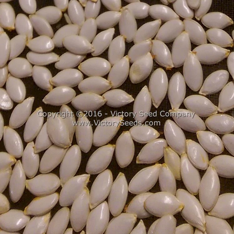 Galeux D' Eysines Winter Squash - Image 7