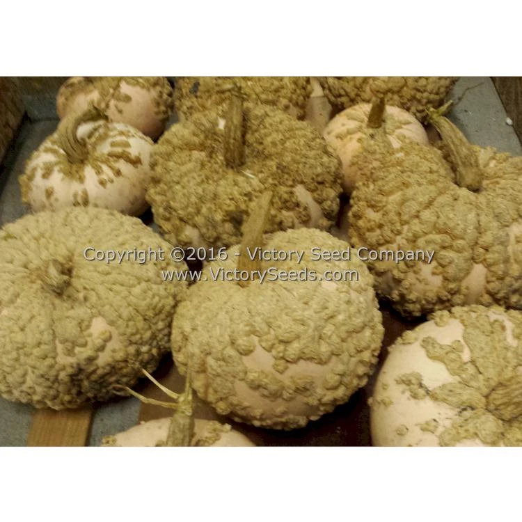 Galeux D' Eysines Winter Squash - Image 8