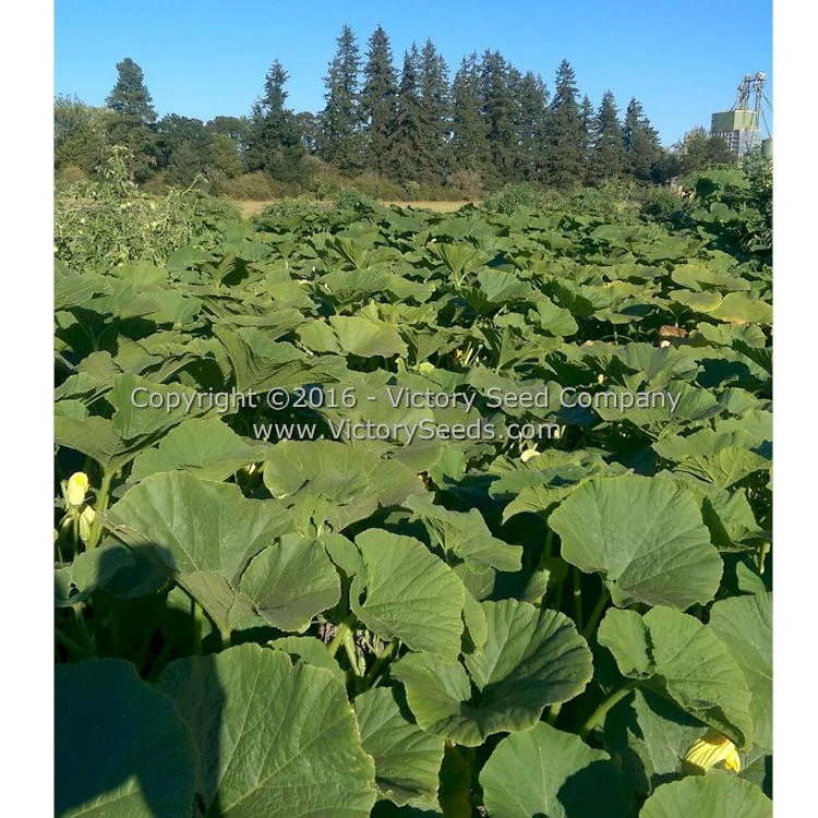 Galeux D' Eysines Winter Squash - Image 4