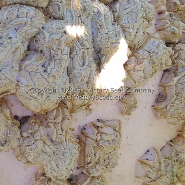 Galeux D' Eysines Winter Squash - Image 5