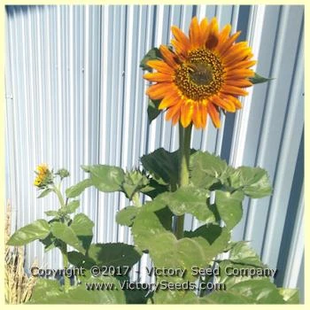 Autumn Beauty Sunflower - Image 4