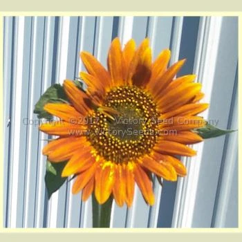 Autumn Beauty Sunflower - Image 5