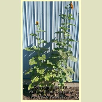 Autumn Beauty Sunflower - Image 3