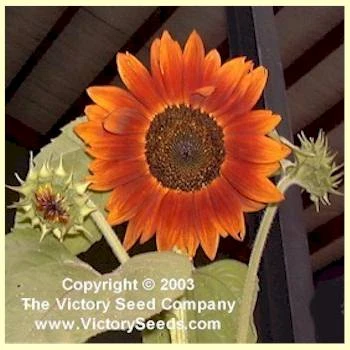 Autumn Beauty Sunflower - Image 2