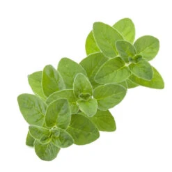 Sweet Marjoram