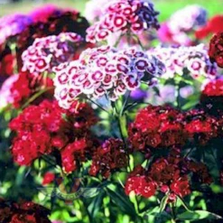 Sweet Williams Pinks