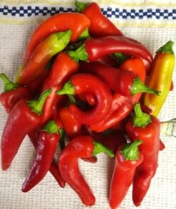 Hungarian (Sweet Banana) Sweet Pepper