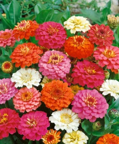 Zinnia, Thumbelina Mix