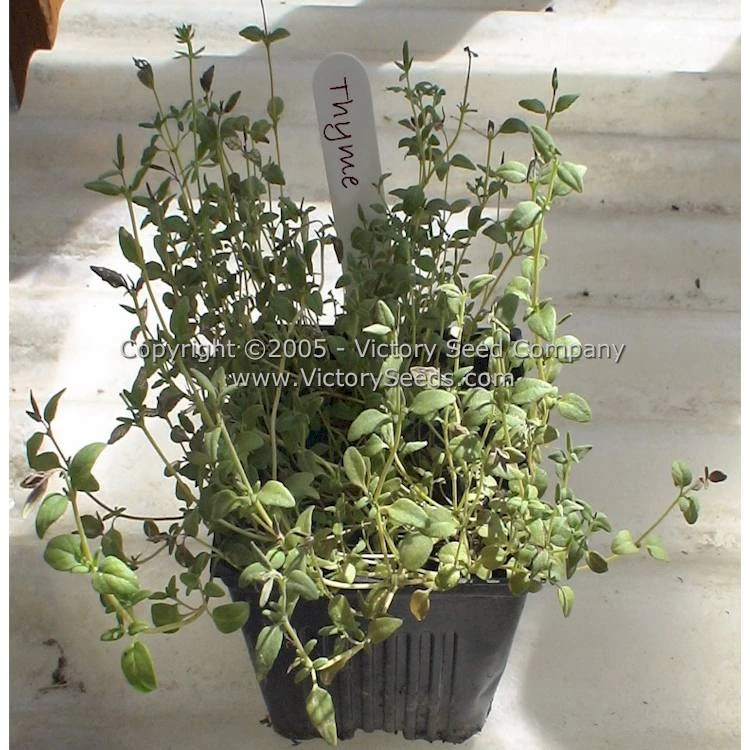 Garden Thyme - Image 2
