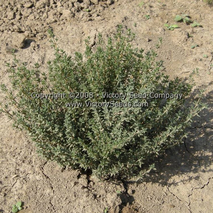 Garden Thyme - Image 3