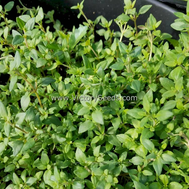 Garden Thyme