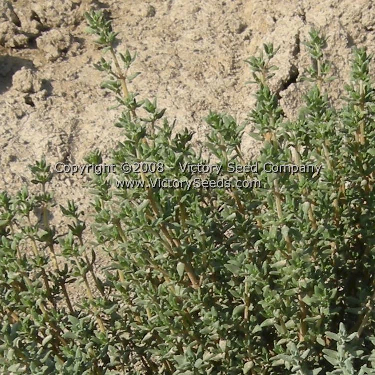 Garden Thyme - Image 4