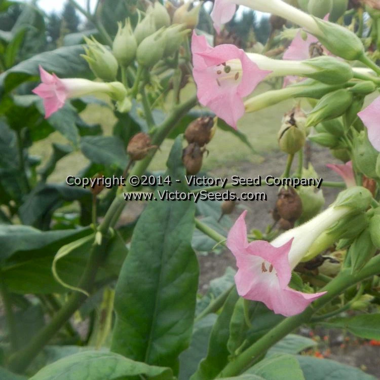 Bonanza Tobacco - Image 3