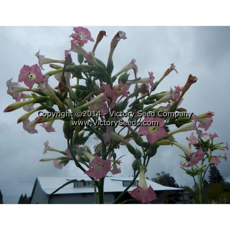 Bonanza Tobacco - Image 6