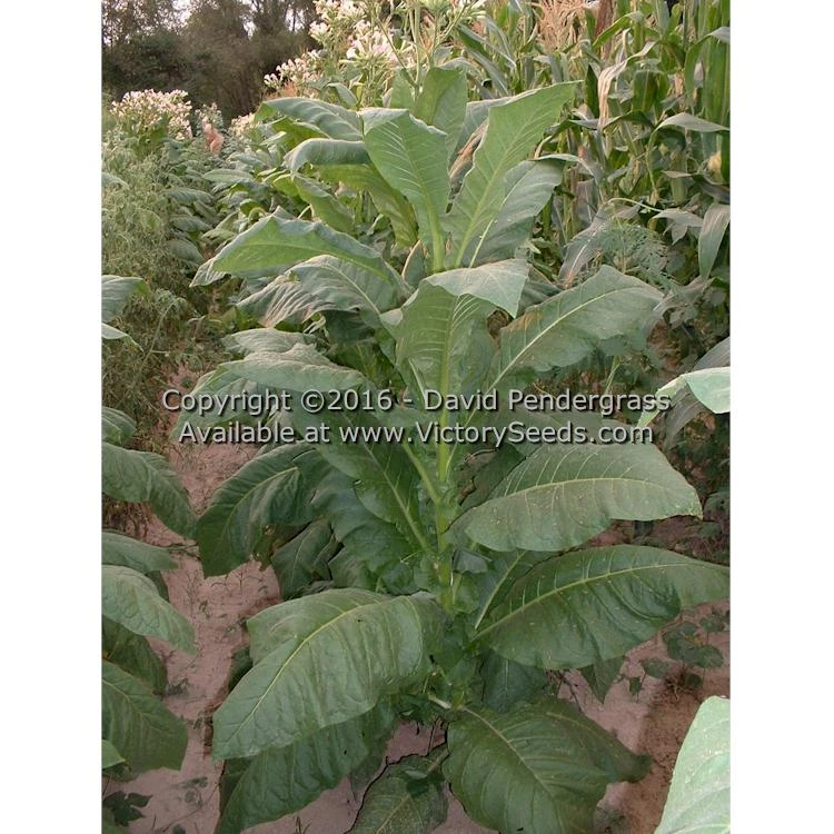 Bonanza Tobacco - Image 5