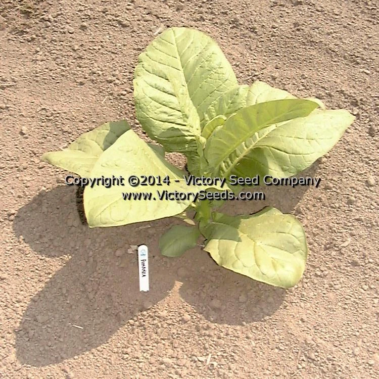 Bonanza Tobacco - Image 7