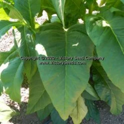Broad Leaf Orinoco (aka Broadleaf Orinoco) Tobacco