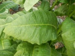 Carolina Bright Tobacco