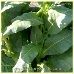 Comstock Spanish Tobacco