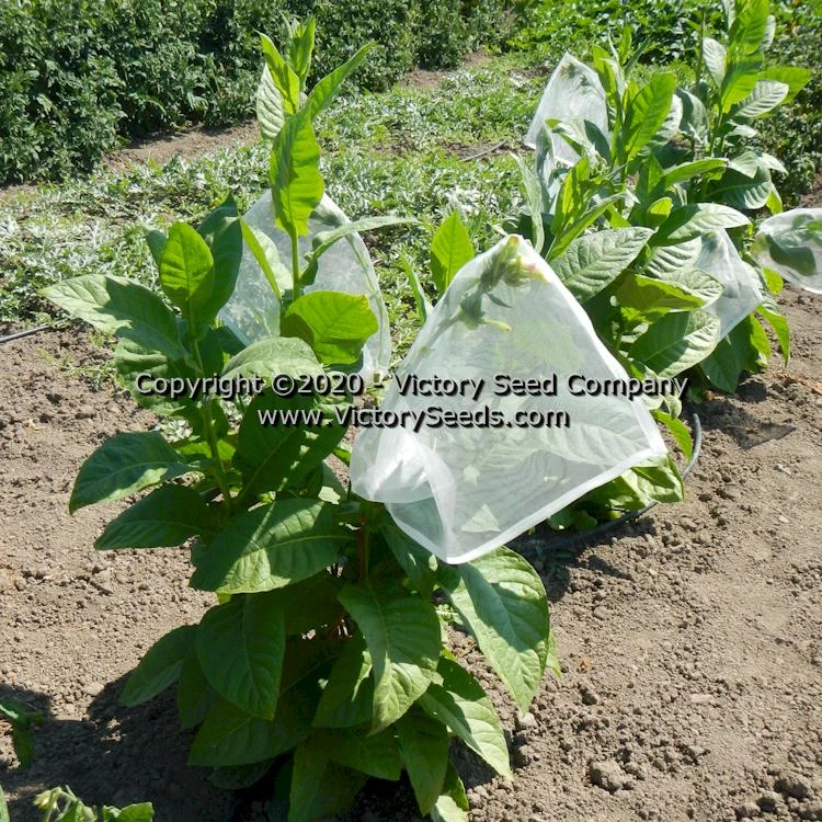 Coroja Tobacco - Image 2