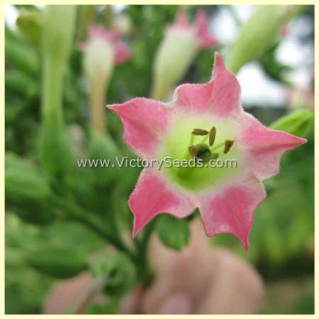 Dean Tobacco - Image 3