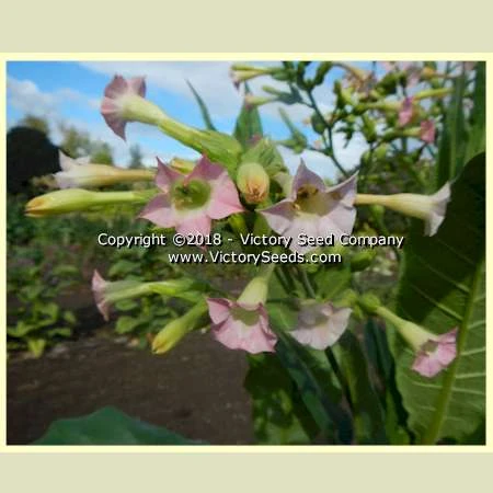 Dean Tobacco - Image 4