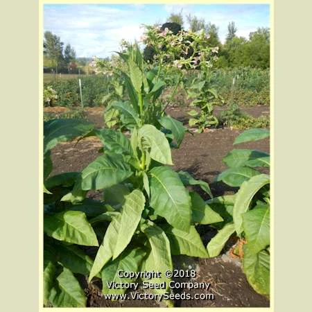 Dean Tobacco - Image 2