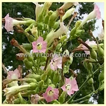 Dixie Shade Tobacco - Image 3