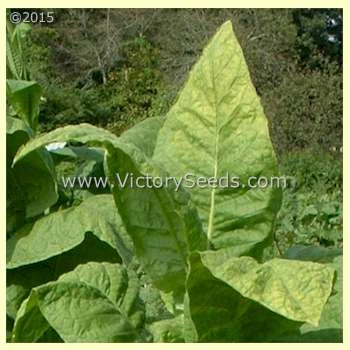 Dixie Shade Tobacco - Image 5