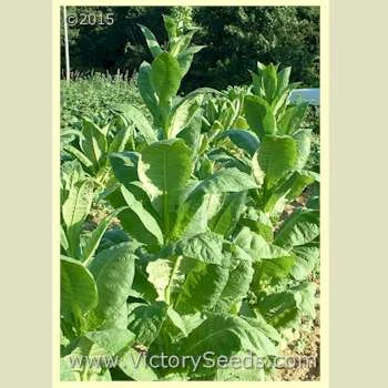 Dixie Shade Tobacco - Image 2