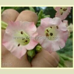 Florida Sumatra Tobacco