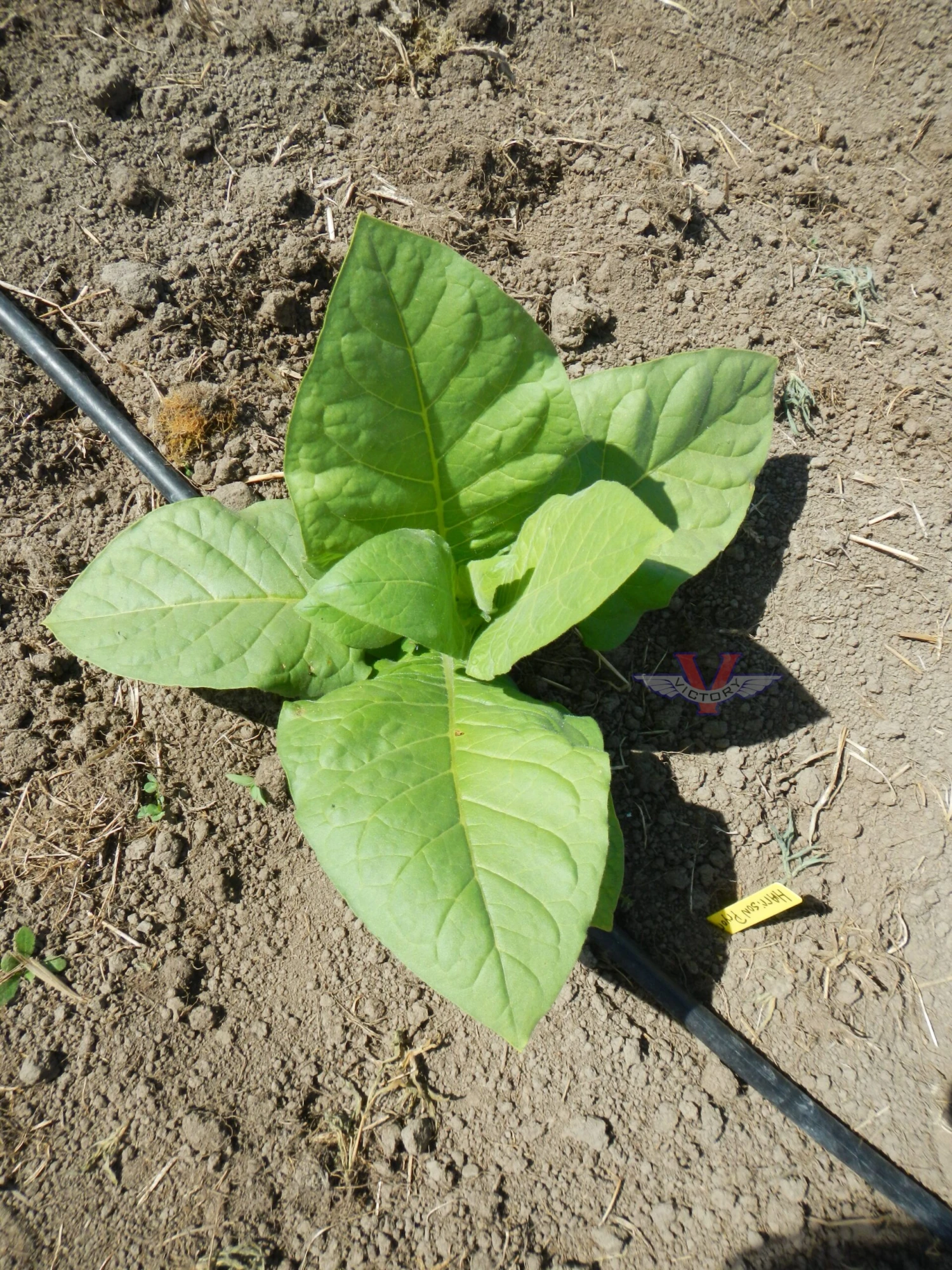 Harrison Pryor Tobacco - Image 4