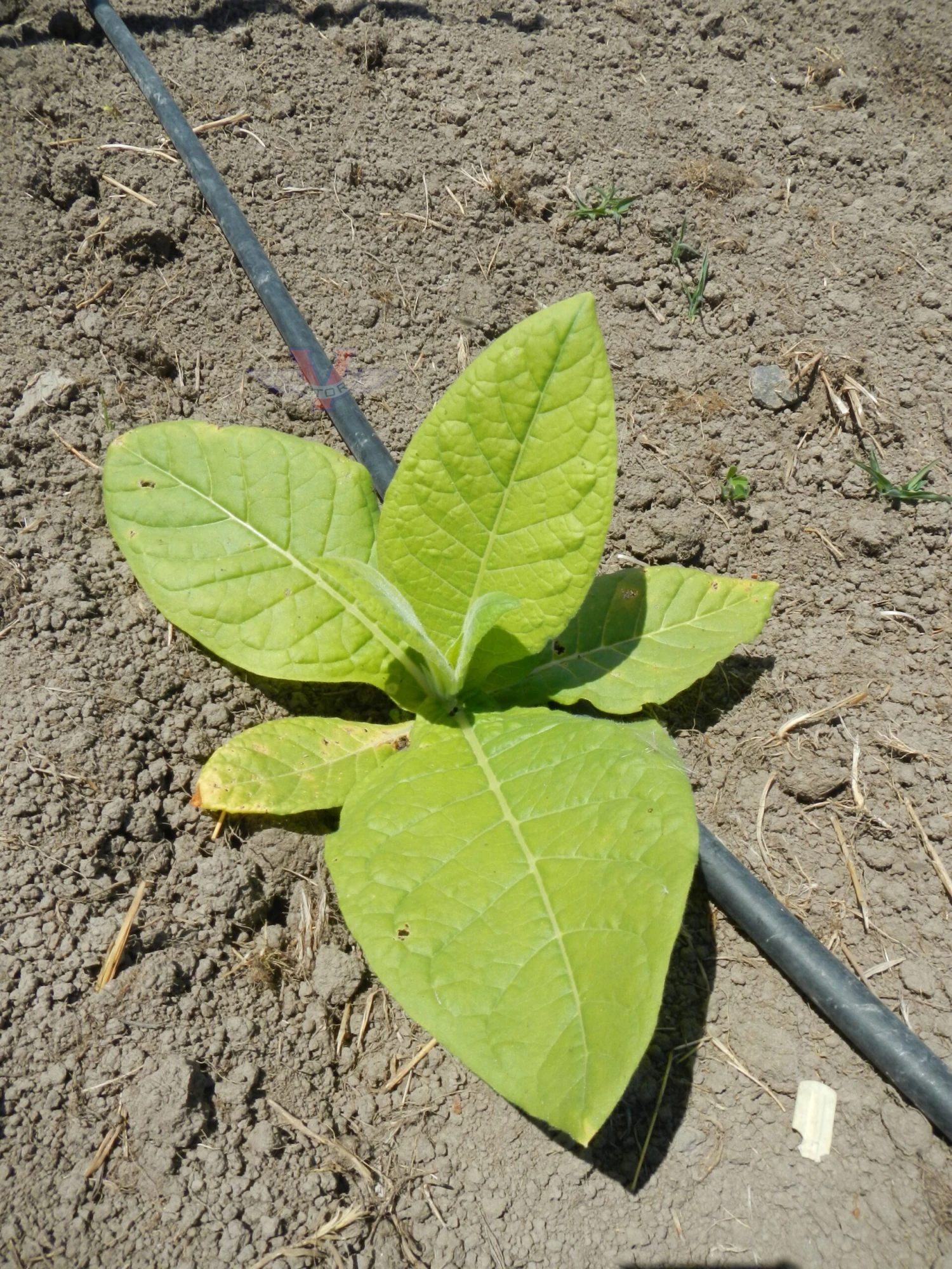 Harrow 12 Tobacco - Image 3