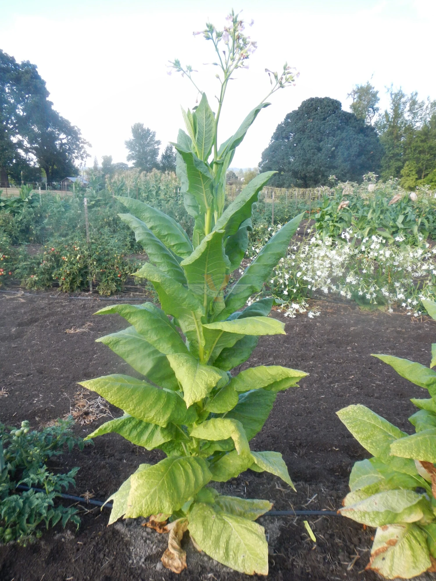 Harrow 12 Tobacco - Image 2