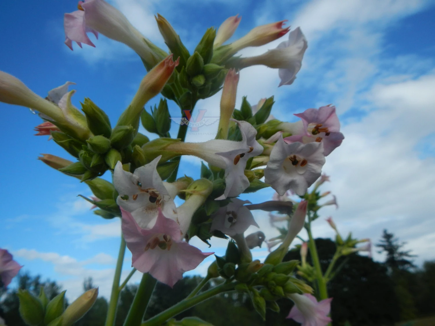 Harrow 12 Tobacco - Image 4