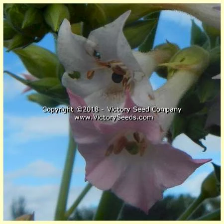 Harrow 12 Tobacco - Image 5