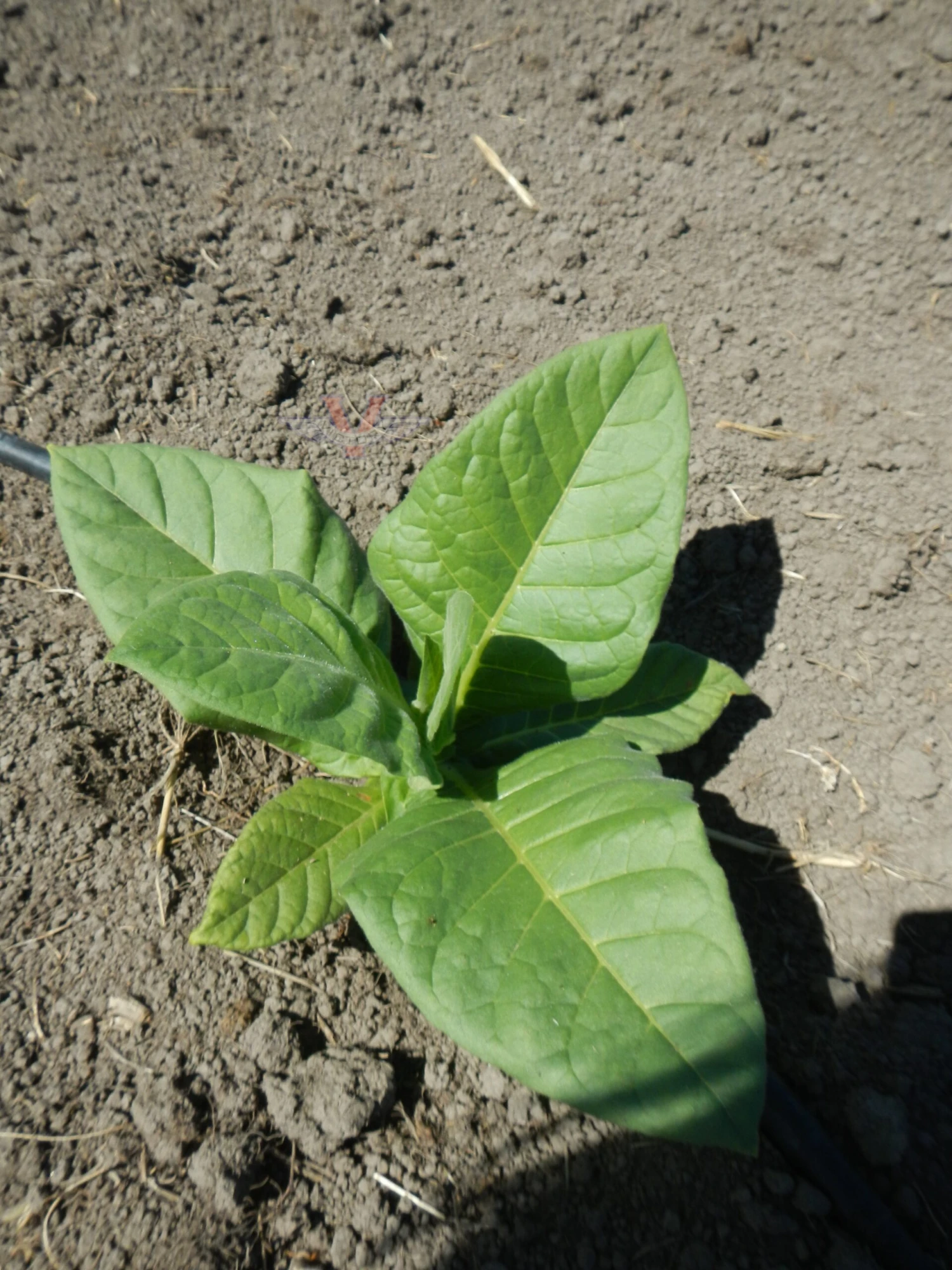 Havana 322 Tobacco - Image 4