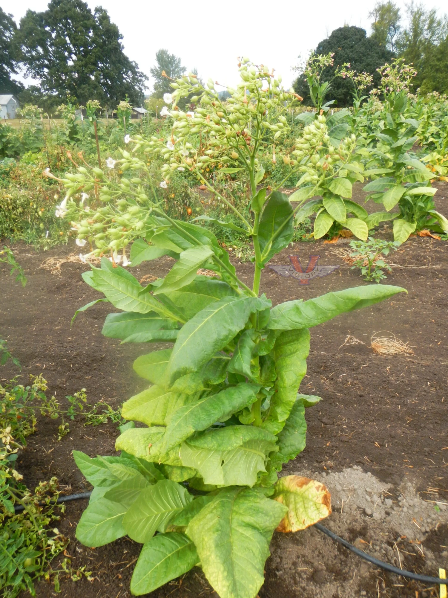 Havana 322 Tobacco - Image 3