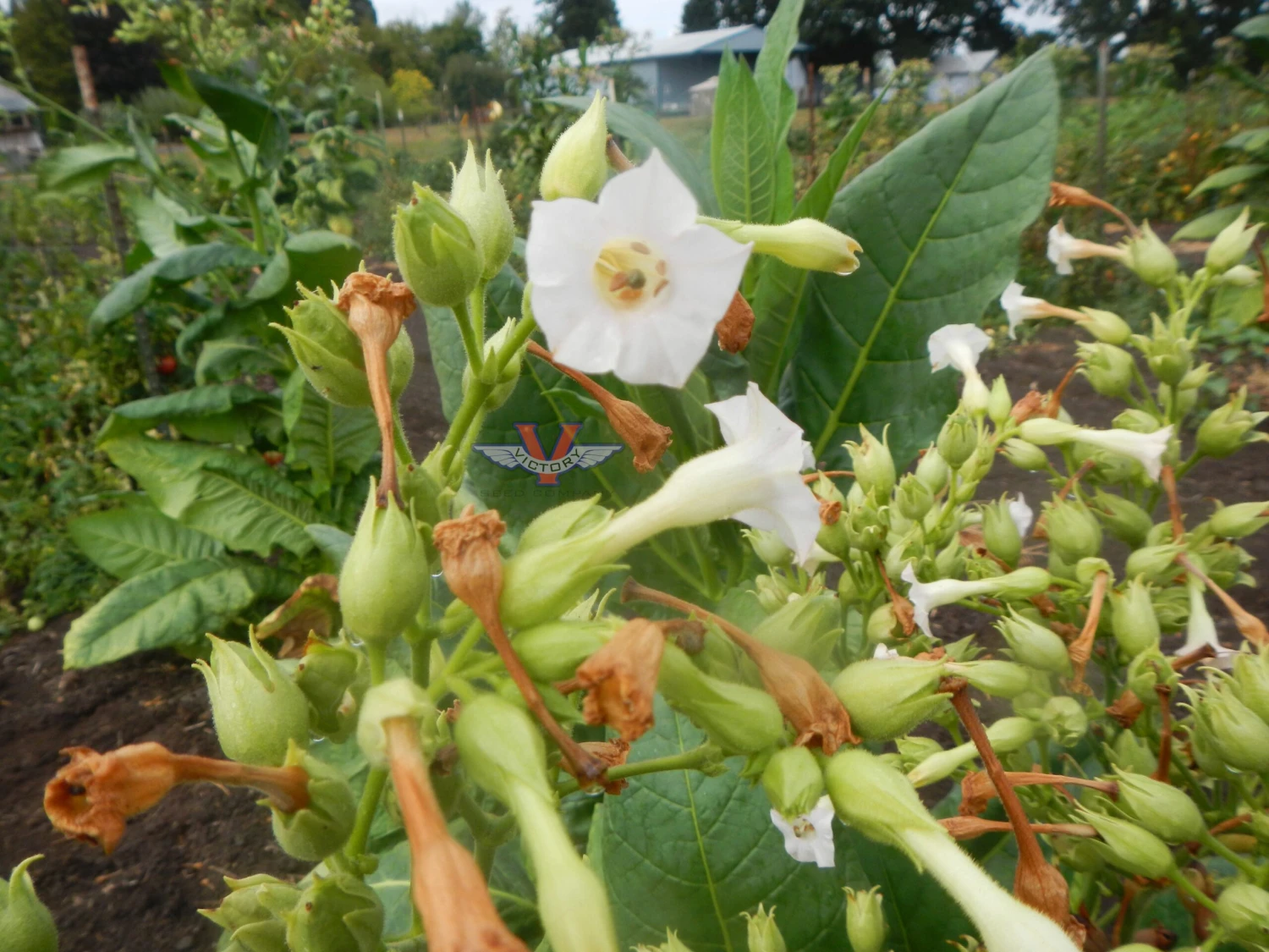 Havana 322 Tobacco - Image 2