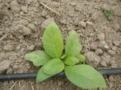 Hickory Pryor Tobacco