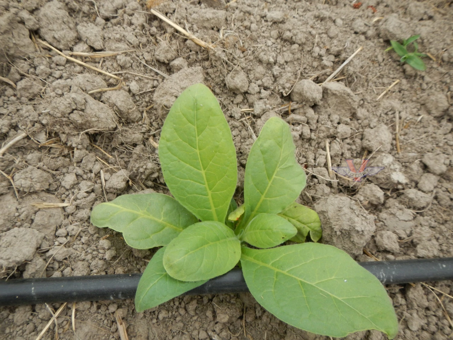 Hickory Pryor Tobacco