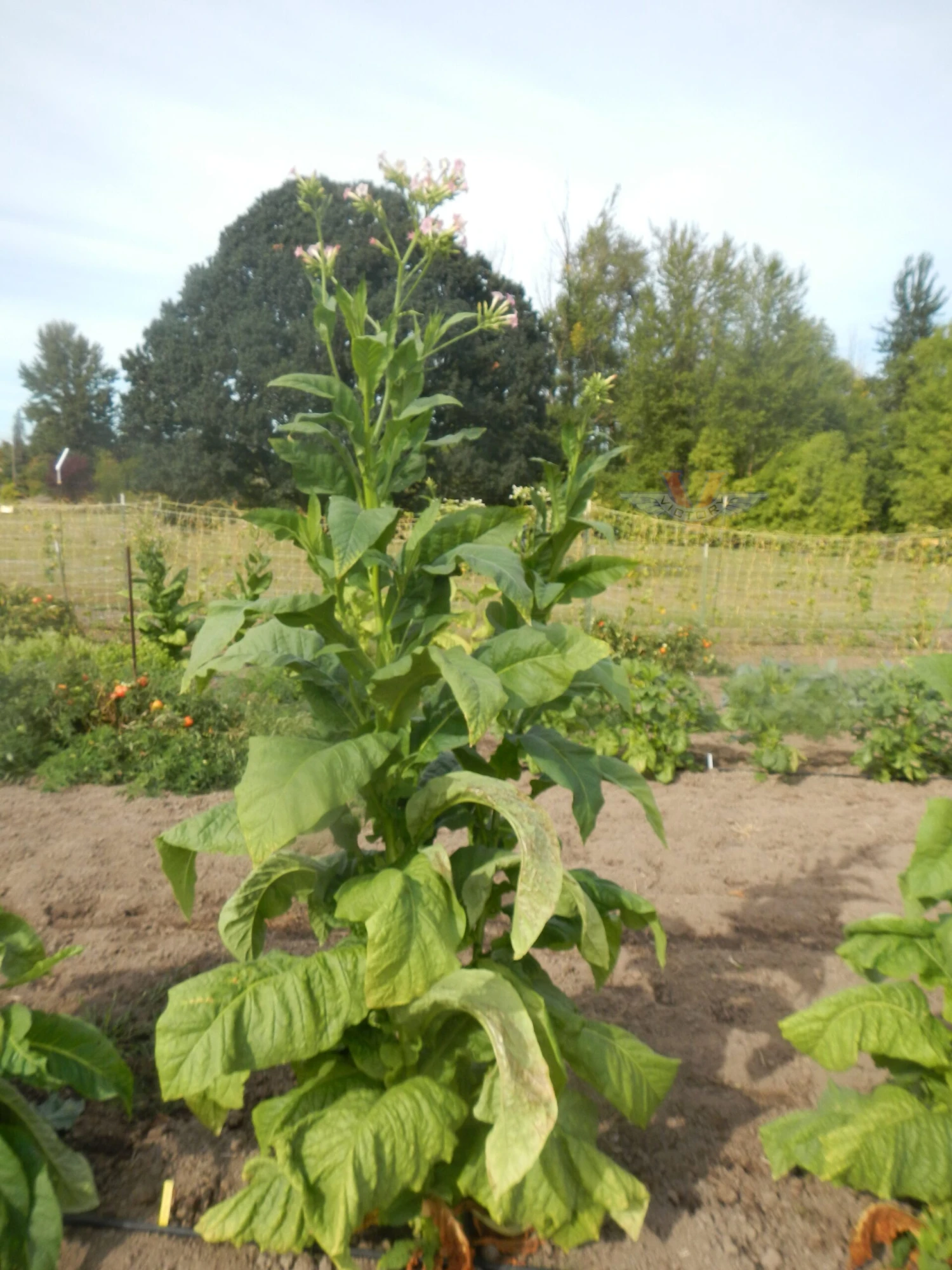 Harrison Pryor Tobacco - Image 3