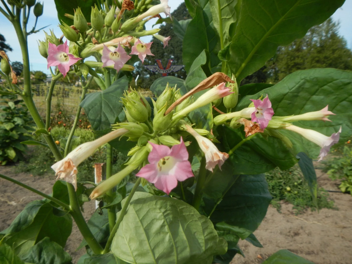 Harrison Pryor Tobacco - Image 2