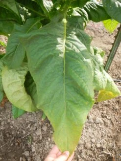 Harrison Pryor Tobacco